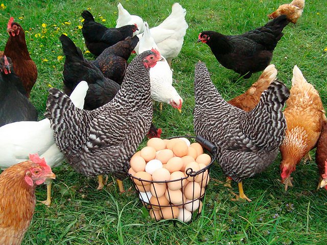 Содержание кур и уход за ними | ЗооТом - продажа, вязка и услуги для животных в Далматово