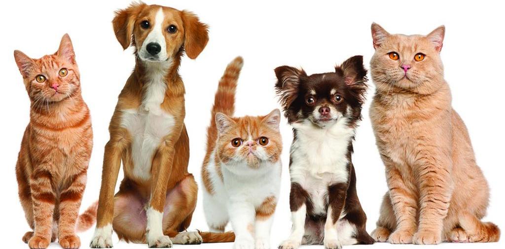 Доска объявлений о животных | ЗооТом - продажа, вязка и услуги для животных в Далматово