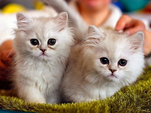 Породы кошек в Далматово | ЗооТом портал о животных