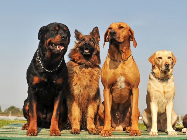 Крупные породы собак в Далматово | ЗооТом портал о животных