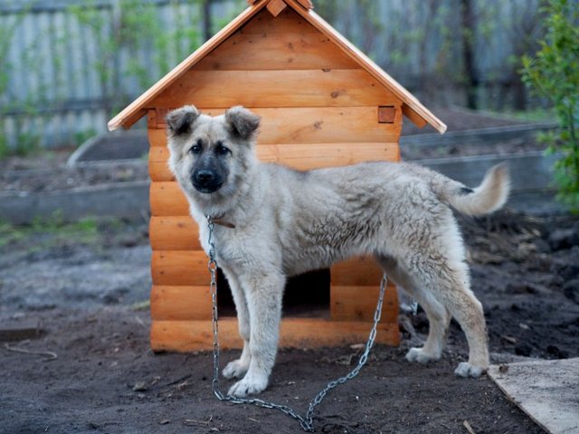 Все о собаках в Далматово